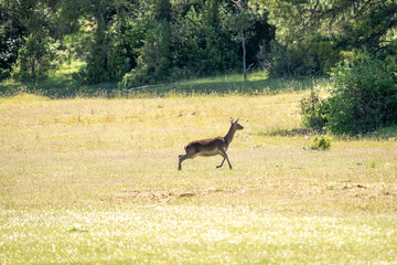 Red deer (Cervus elaphus) photographed in Spain
