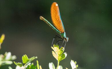 Damselfly (Enallagma cyathigerum) photographed in Spain