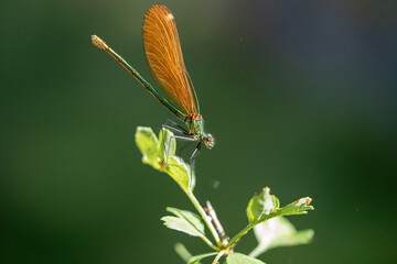 Damselfly (Enallagma cyathigerum) photographed in Spain