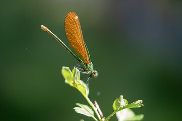 Damselfly (Enallagma cyathigerum) photographed in Spain