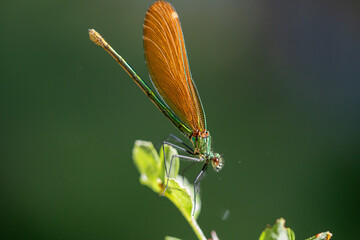 Damselfly (Enallagma cyathigerum) photographed in Spain