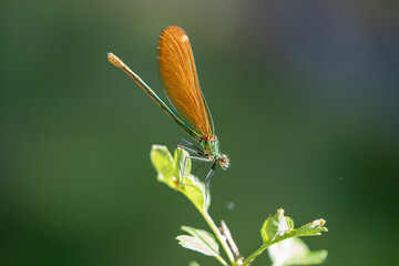 Damselfly (Enallagma cyathigerum) photographed in Spain