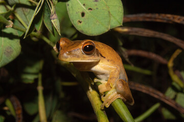 Ranas arboricolas de la amazonia boliviana
