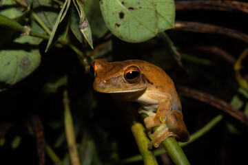 Ranas arboricolas de la amazonia boliviana