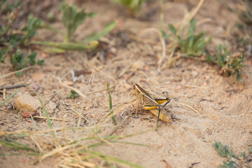 Grasshopper close-up