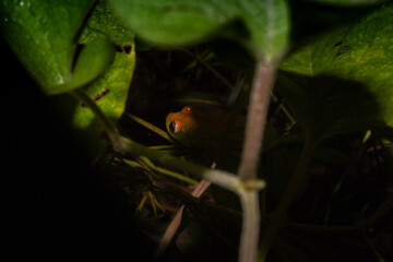 Ranas arboricolas de la amazonia boliviana