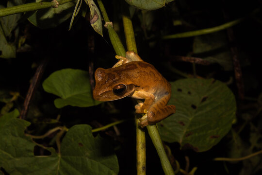 Ranas arboricolas de la amazonia boliviana