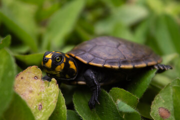 Crías de tortuga acuática (Podocnemis unifilis) de la Amazonía boliviana