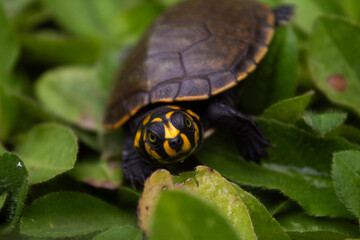 Crías de tortuga acuática (Podocnemis unifilis) de la Amazonía boliviana