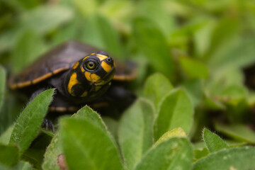 Crías de tortuga acuática (Podocnemis unifilis) de la Amazonía boliviana