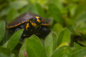 Crías de tortuga acuática (Podocnemis unifilis) de la Amazonía boliviana