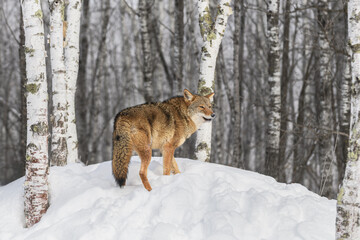 Coyote (Canis latrans) Turns Around at Top of Hill in Woods Winter
