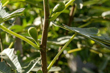 Fig fruit growing on green branch. Fresh unripe fruit on tree. Healthy eating concept.