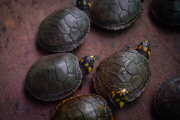 Crías de tortuga acuática (Podocnemis unifilis) de la Amazonía boliviana