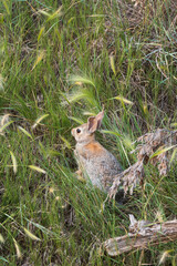 Rabbit in tall grass