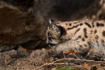 Cougar Kitten (Puma concolor) Creeps Left Along Ground Autumn