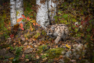 Cougar Kitten (Puma concolor) Steps Forward Through Leaves and Weeds Autumn