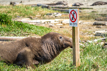 Elephant Seal Resting on Beach Beside “No Pets” Sign