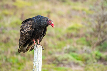 Turkey Vulture (Cathartes aura) Resting on a Tree Stump in Natural Habitat