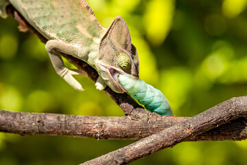 Close-up of Veiled Chameleon (Chamaeleo calyptratus) eats a blue caterpillar (Manduca sexta) © Olga