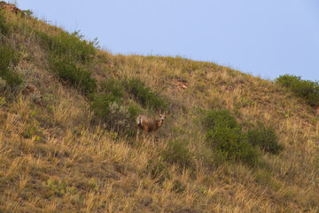 Deer on a hillside