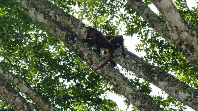 Wild Howler Monkeys in Tropical Forest Habitat &ndash; La Macarena, Colombia