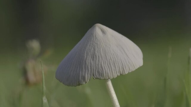 Tokyo, Japan - June 21, 2025: Closeup of a cap of Parasola plicatilis or pleated inkcap on lawn
