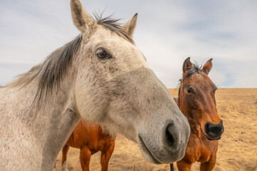 Obraz premium Close-up of a Speckled White Horse with Companions