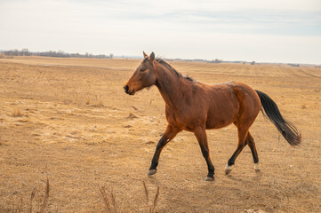 Running bay horse in golden field