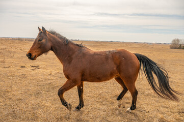 Obraz premium Brown horse trotting in open pasture