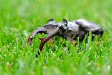 Macro shot of a European stag beetle. Large mandibles of a European stag beetle. Close-up of stag beetle in tall grass. Concept of endangered insect species