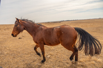 Bay horse trots gracefully in dry field