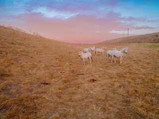 A herd of white horses graze in a dry, grassy field at sunset in San Juan Bautista, California,...