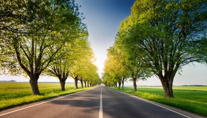 Obraz premium road through tree alley landscape