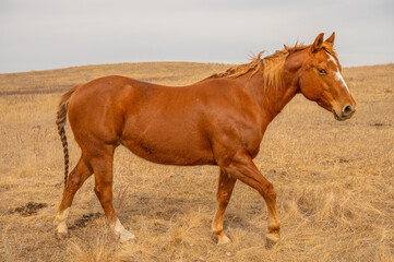 Fototapeta premium Chestnut horse walking across hilly farmland