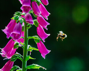 A bumblebee lines up to fit neatly into this Digitalis purpurea (common foxglove) to feed on the...