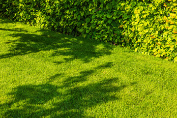 Bright green garden lawn with dense trimmed hedge and shadows from nearby trees on sunny summer...