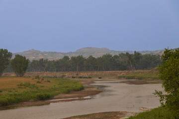 Bison herd in a meadow at sunset