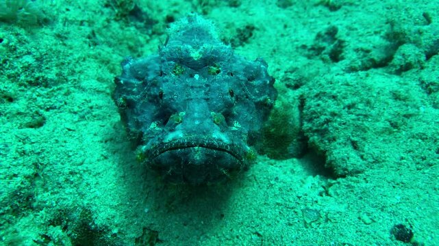 coral reef with stonefish in red sea
