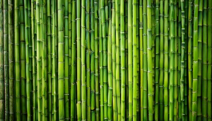Fototapeta premium green bamboo tree wall background