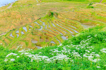 初夏の白米千枚田　石川県輪島市　Shiroyone Senmaida in early summer. Ishikawa Pref,...