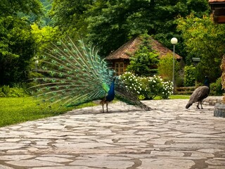 Peacock. Bird with beautiful Peacock’s feathers. 