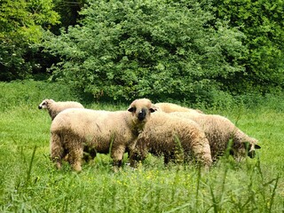 A small flock of sheep graze in a meadow
