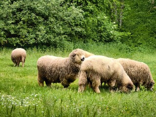 A small flock of sheep graze in a meadow
