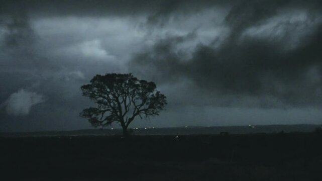 Nighttime Tree Silhouette Lit by Fast Lightning Bursts in Rural Storm