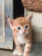 Baby Cat. A small, sweet yellow cat.. 