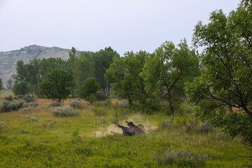 Bison rolling in the dirt in a meadow