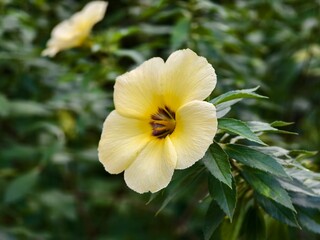 Damiana flower in the morning