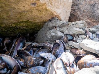 Empty Purple Clam Shells on the Pebble Beach in Port-menier, on the Island of Anticosti, Quebec, Canada