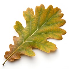 Fototapeta premium Oak Leaf Isolated – High-Resolution Botanical Image on White Background